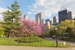 pring trees and blooming pink blossoms in a city park with tall skyscrapers in the background.8