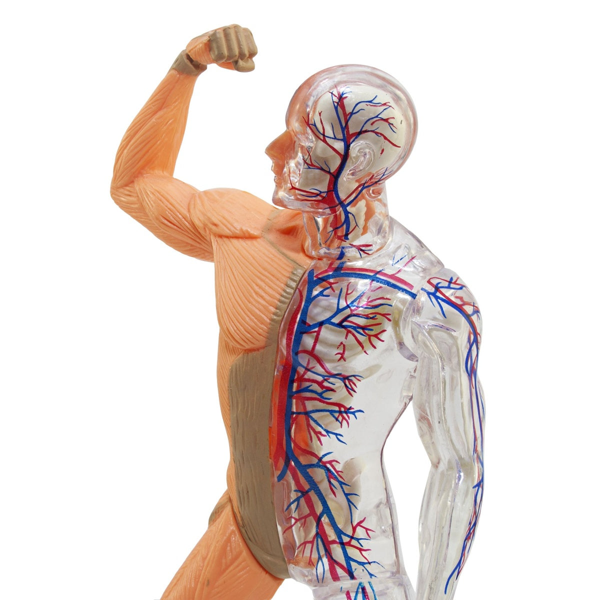 A detailed anatomical model shows a muscular human figure flexing its arm, revealing internal organs and a transparent view of the circulatory system with red and blue blood vessels.